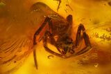 Two Fossil Flies, a Spider and a Mite in Baltic Amber #159763-3